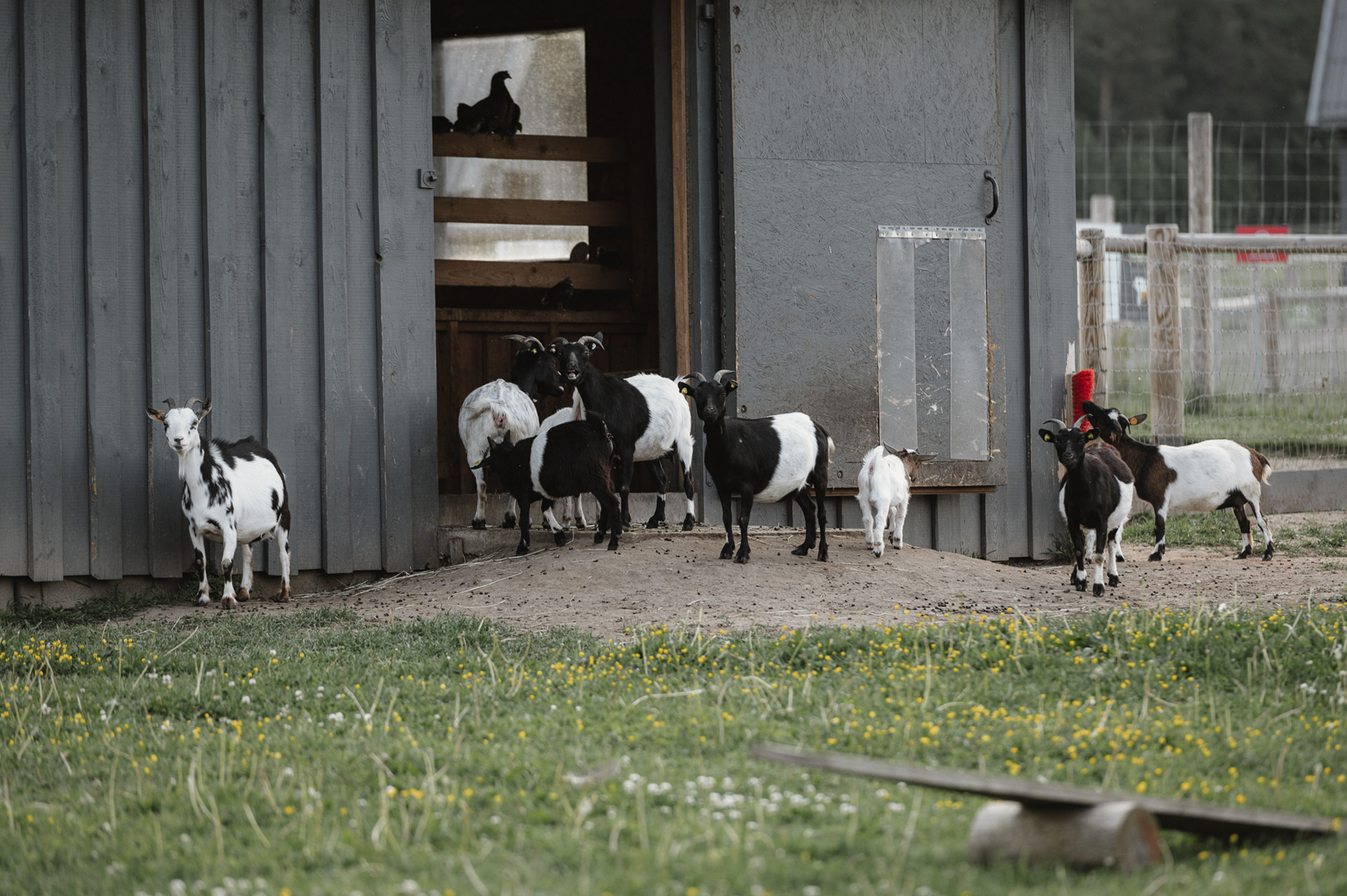 Siguldas ZOO