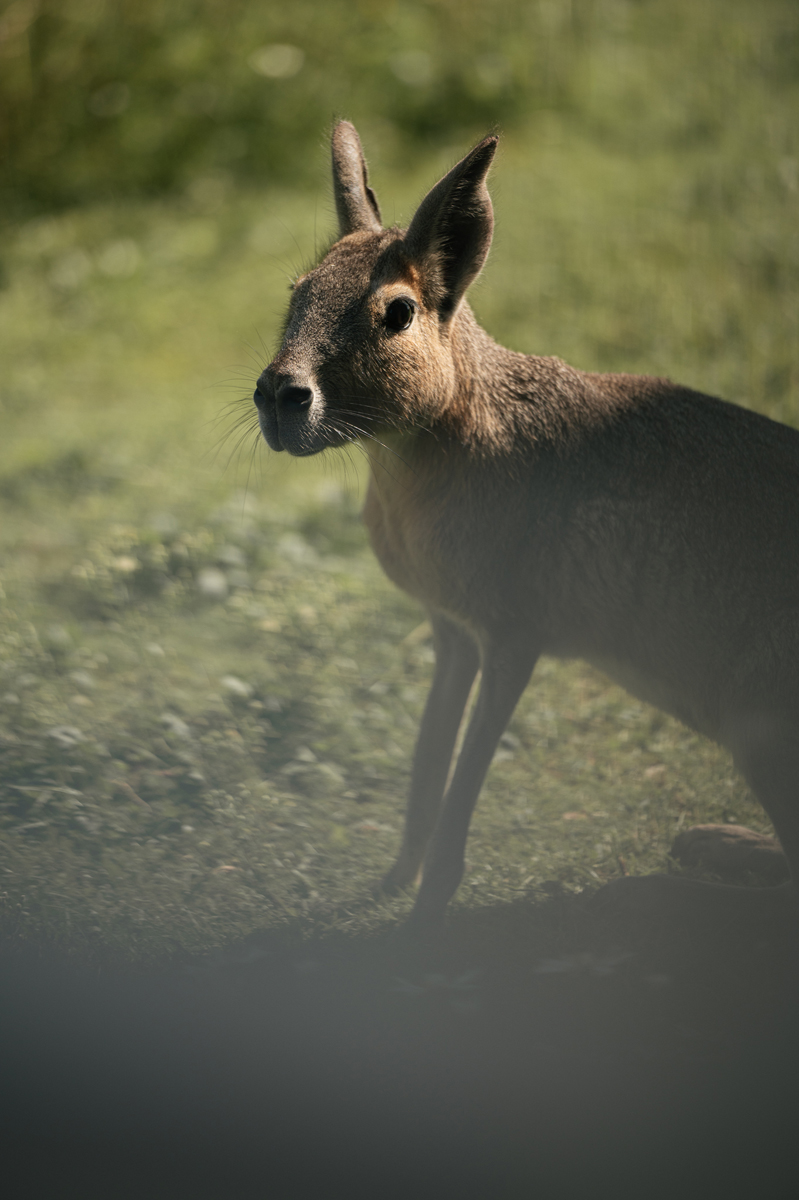 Sigulda Zoo
