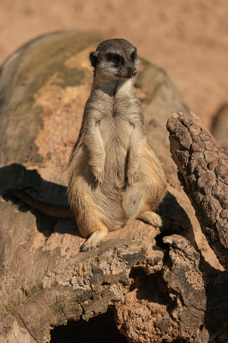 Sigulda Zoo