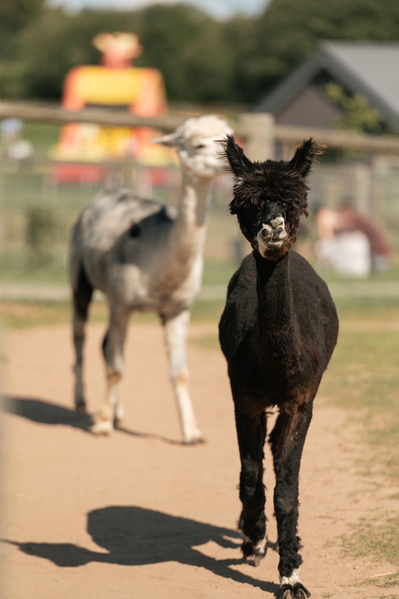 Sigulda Zoo