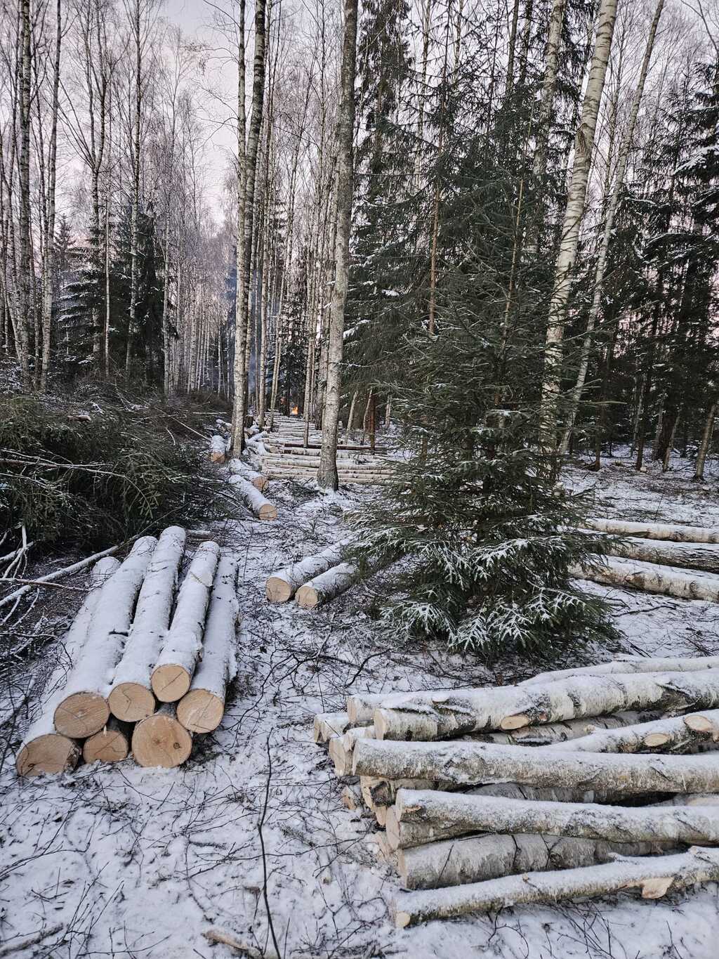 Ziemas mežizstrāde - kokmateriālu sagatavošana dažādos apstākļos