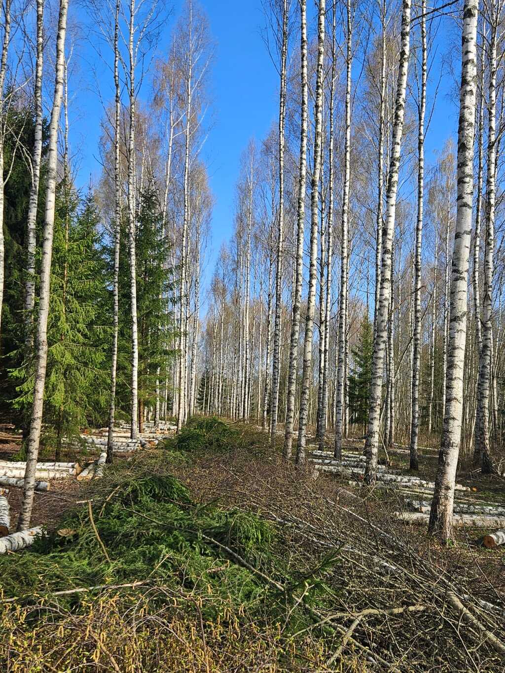 Meža izstrādes teritorija pēc profesionāli veiktiem darbiem
