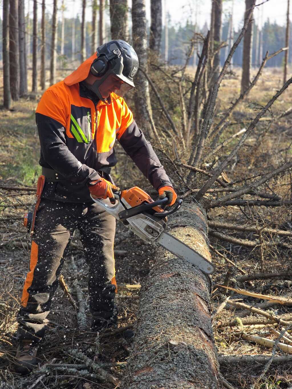 Koku zāģēšanas darbi mežā - kvalitatīva mežizstrāde Latgalē