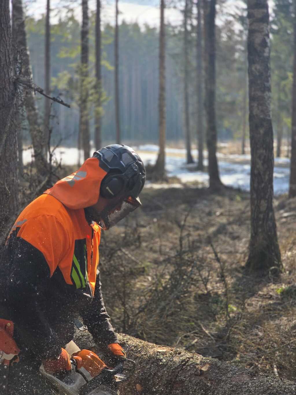 Mežizstrādes process ar rokas motorzāģi dabīgā vidē