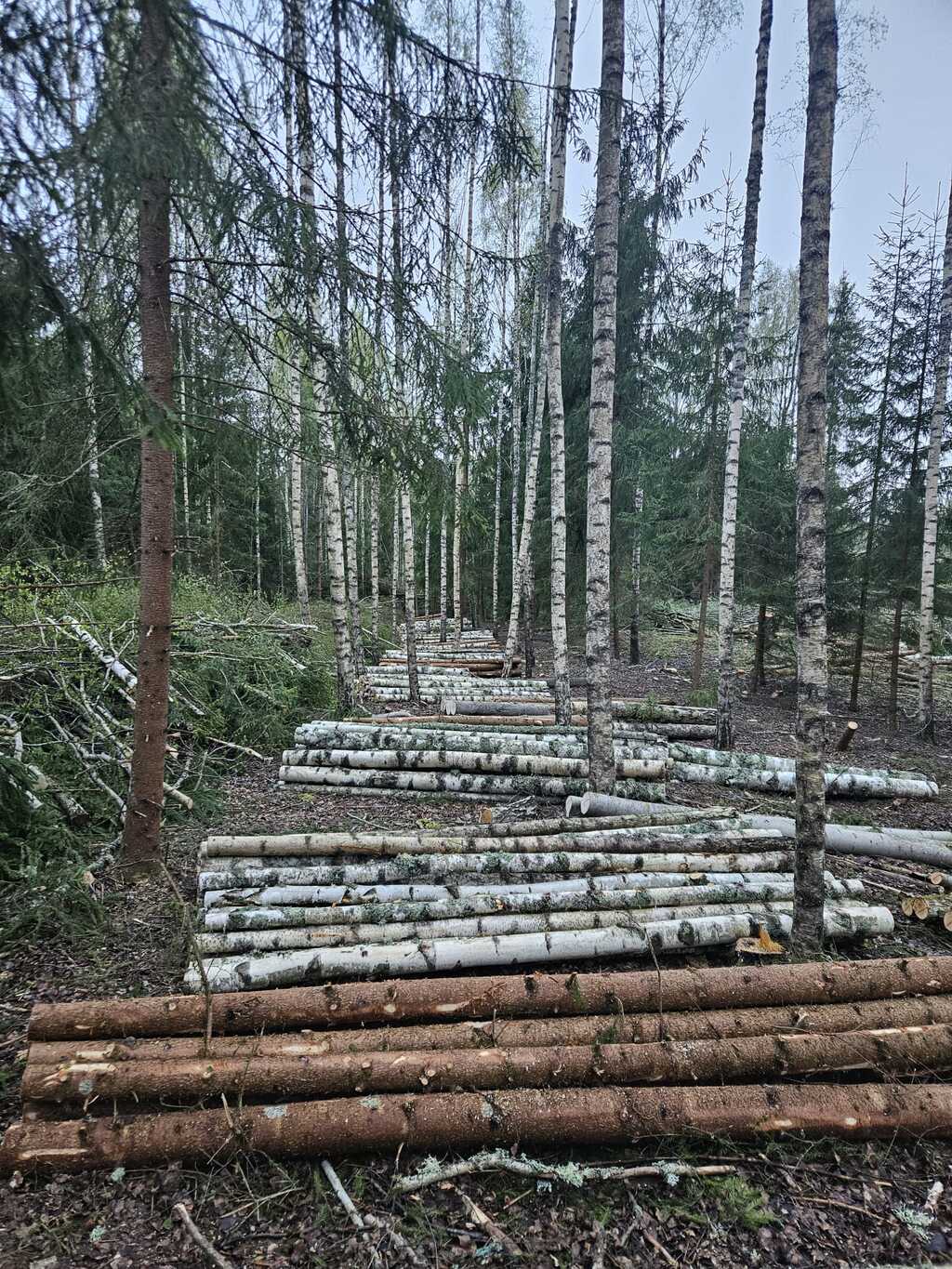 Sagatavoti kokmateriāli pēc cirsmas izstrādes mežā