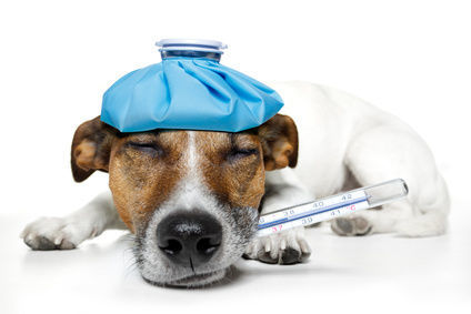 Vet ambulance