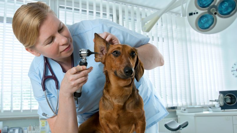 Vet ambulance