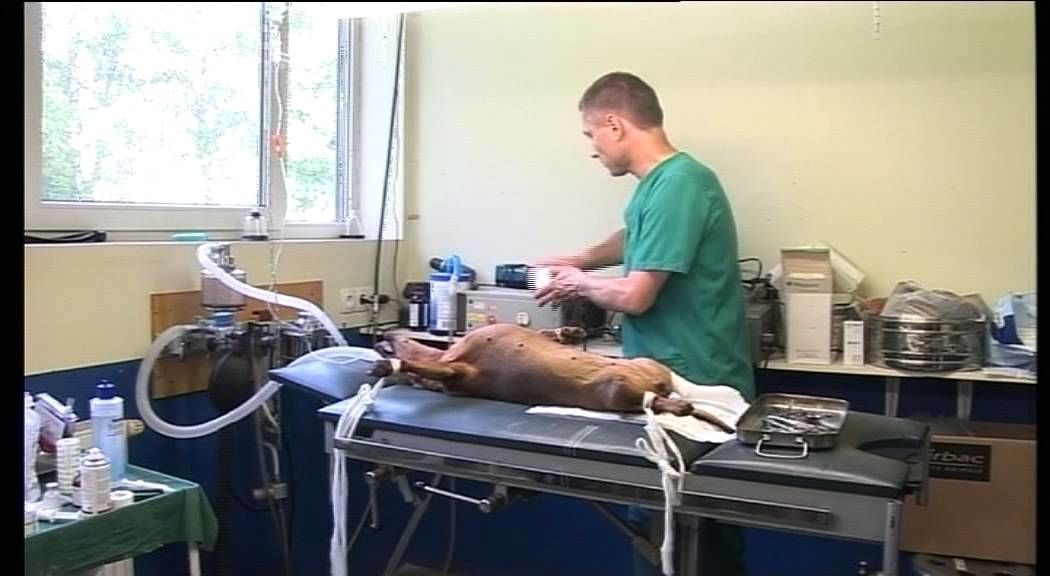 Veterinārā klīnika