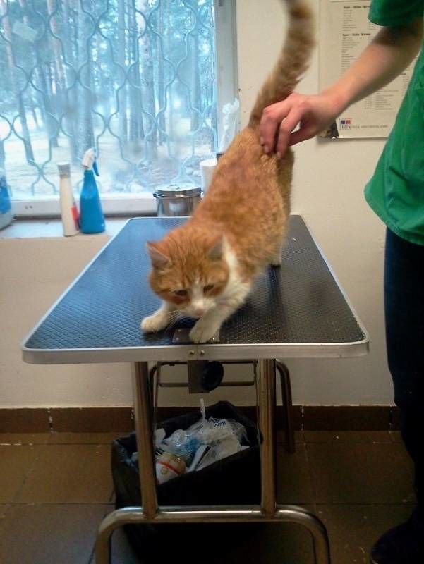Veterinārā ambulance Toto