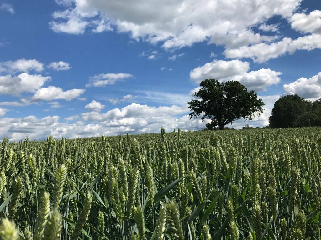 Augu aizsardzības līdzekļi