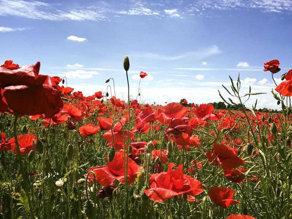Augu aizsardzības līdzekļi