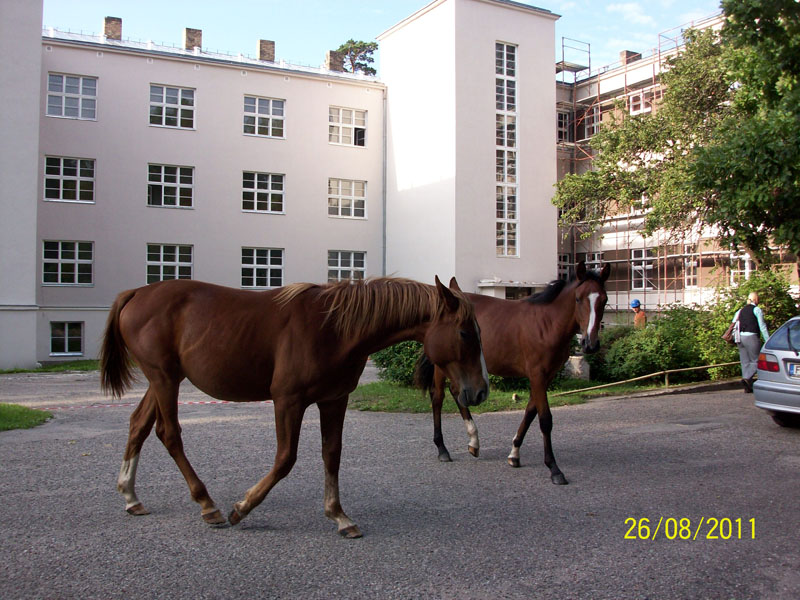 Izjādes un izbraucieni ar zirgiem Tērvetes dabas parkā