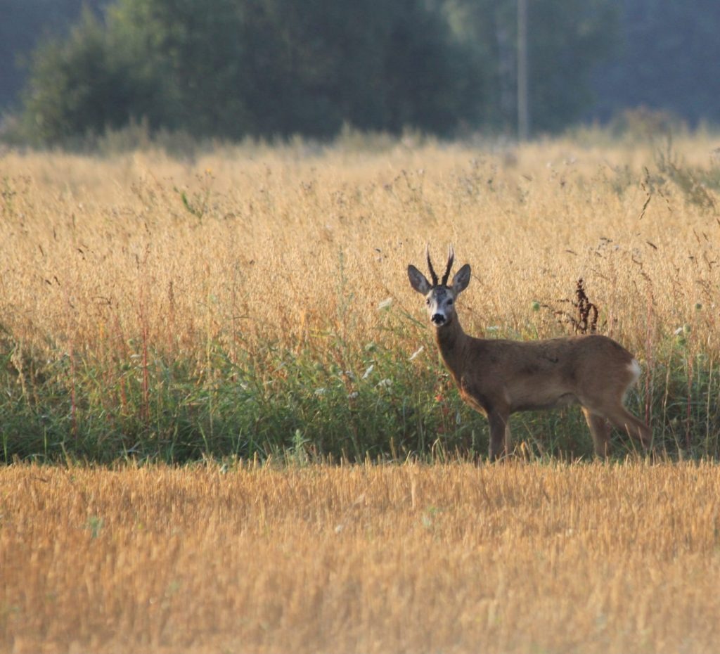 Personalizēts medību piedāvājums