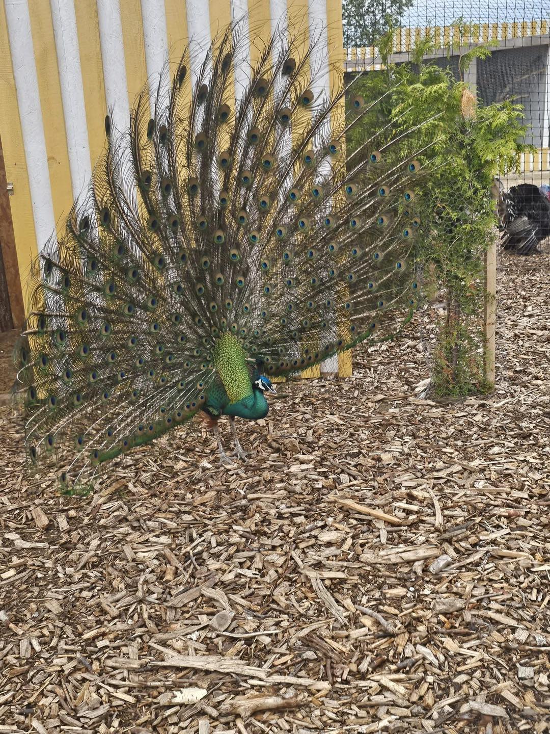 Pāvs