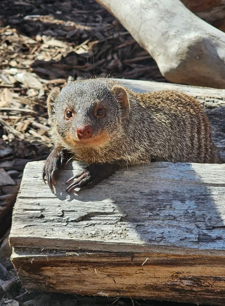 Kazdangas Zoo