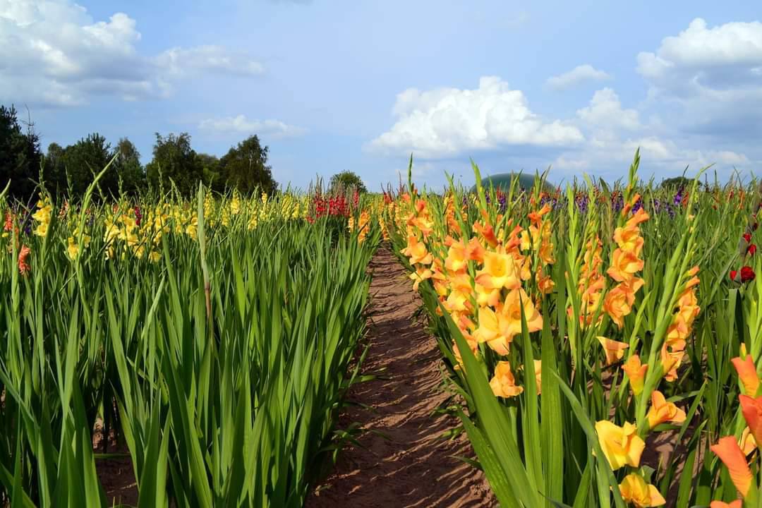 Latvijā audzētas Gladiolas