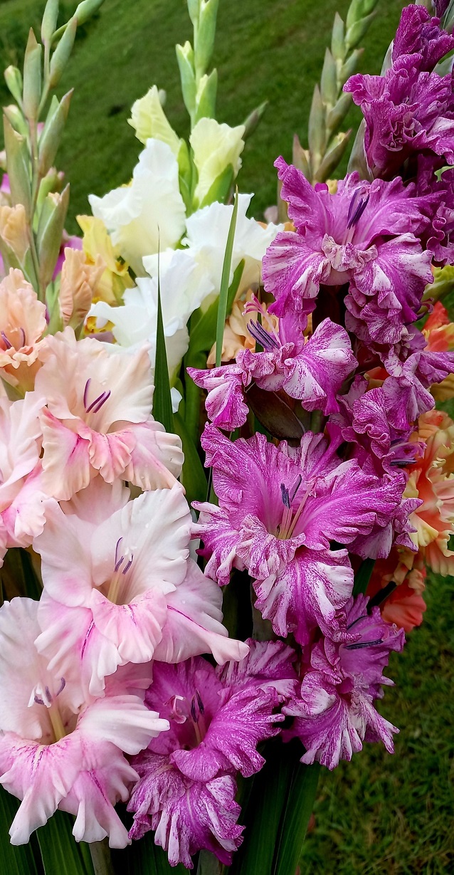 Gladiolas dažādās krāsās