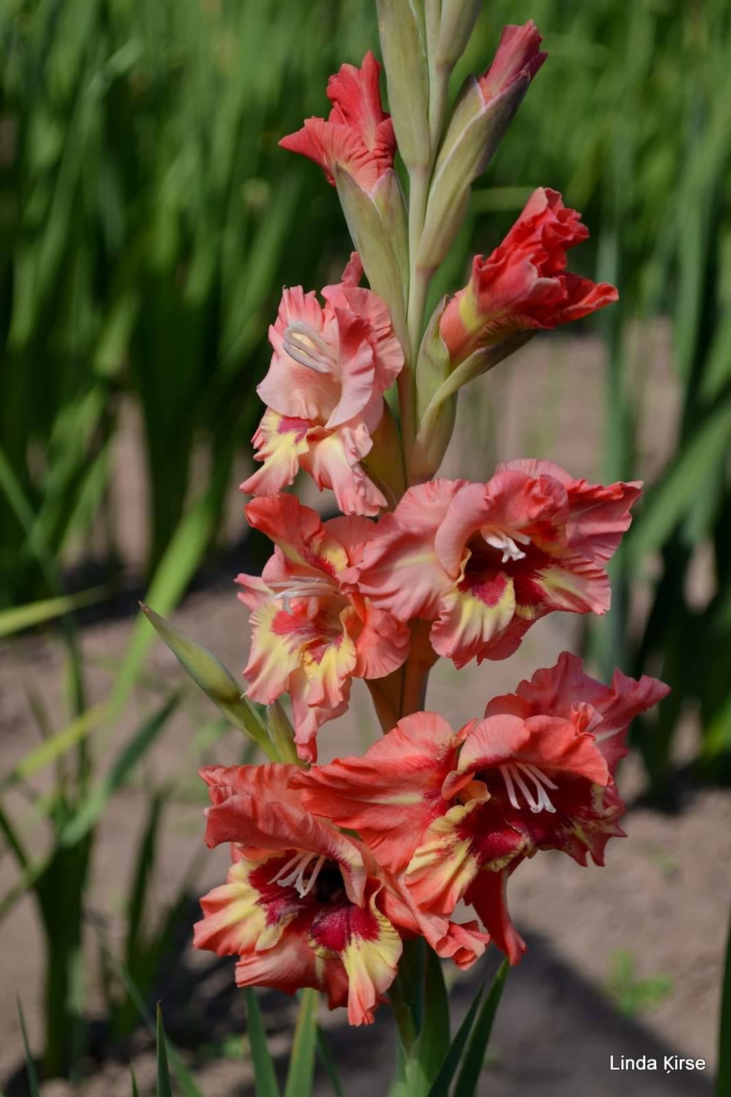 Gladiolas Siguldā