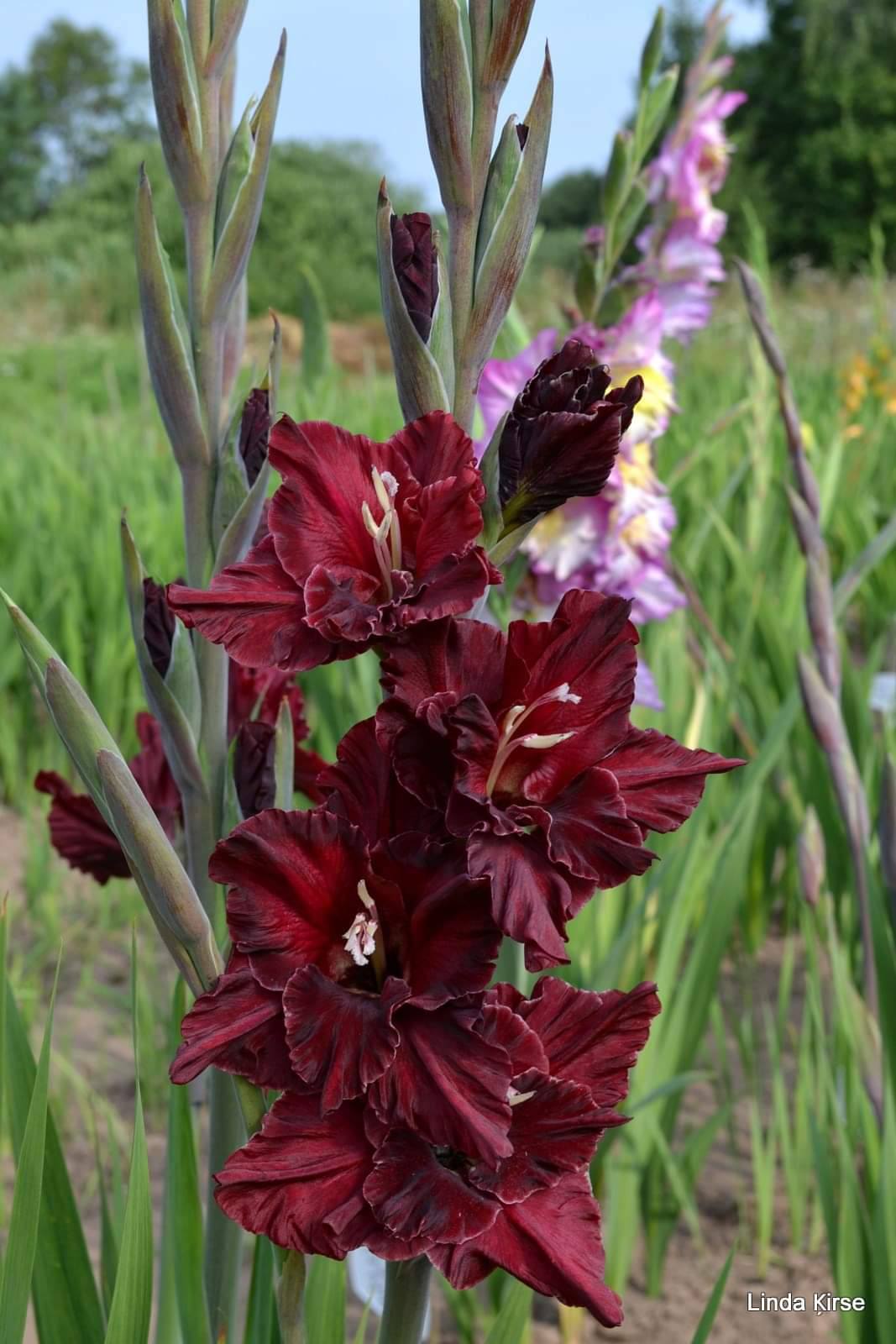Gladiolas