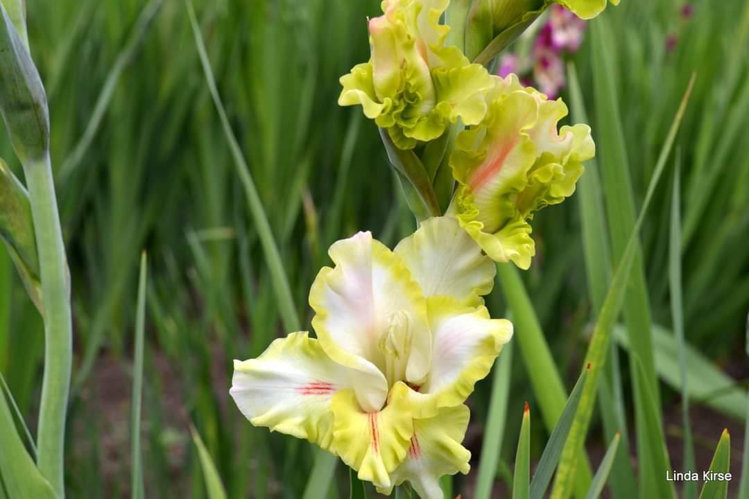 Gladiolu tirdzniecība