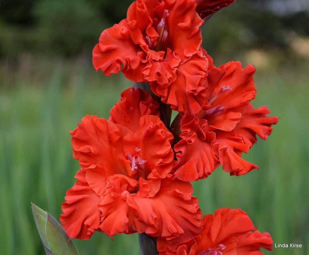 Gladiolas Siguldā