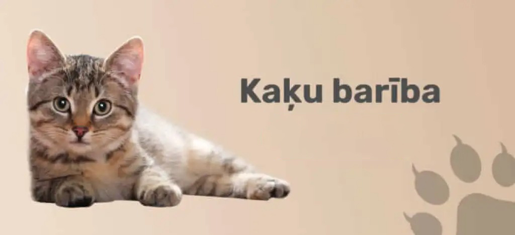 kaķu barība