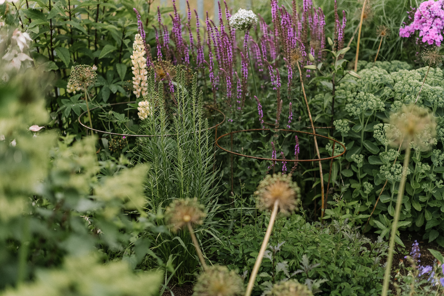 Metāla augu balsti augiem