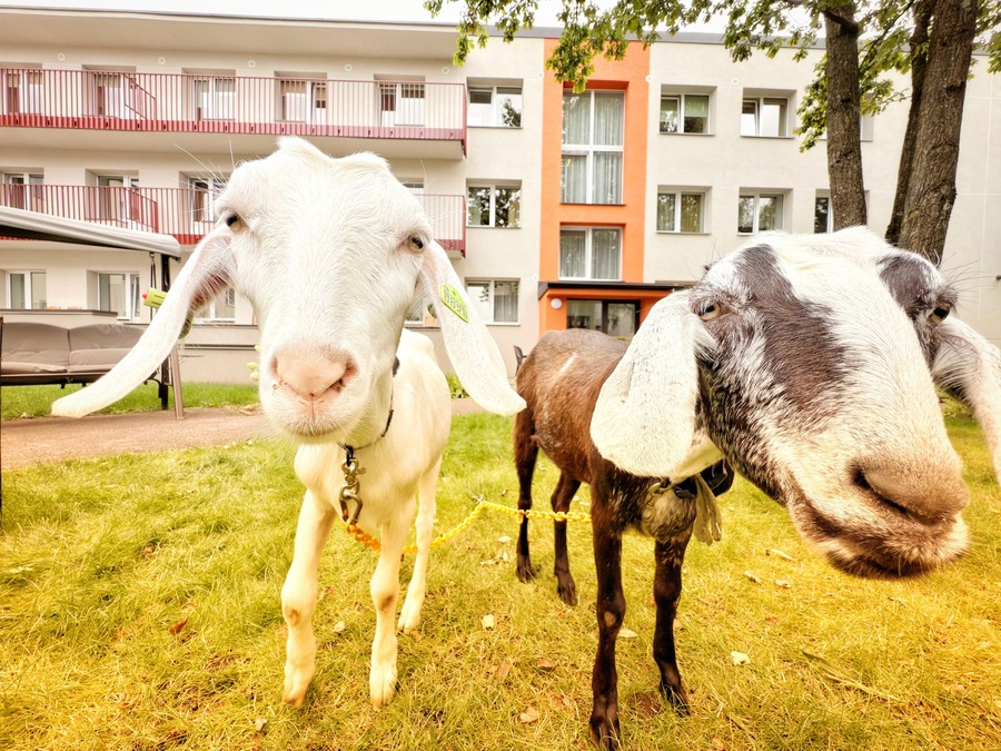 lauku zvēriņi privātām ballītēm un korporatīvajiem pasākumiem