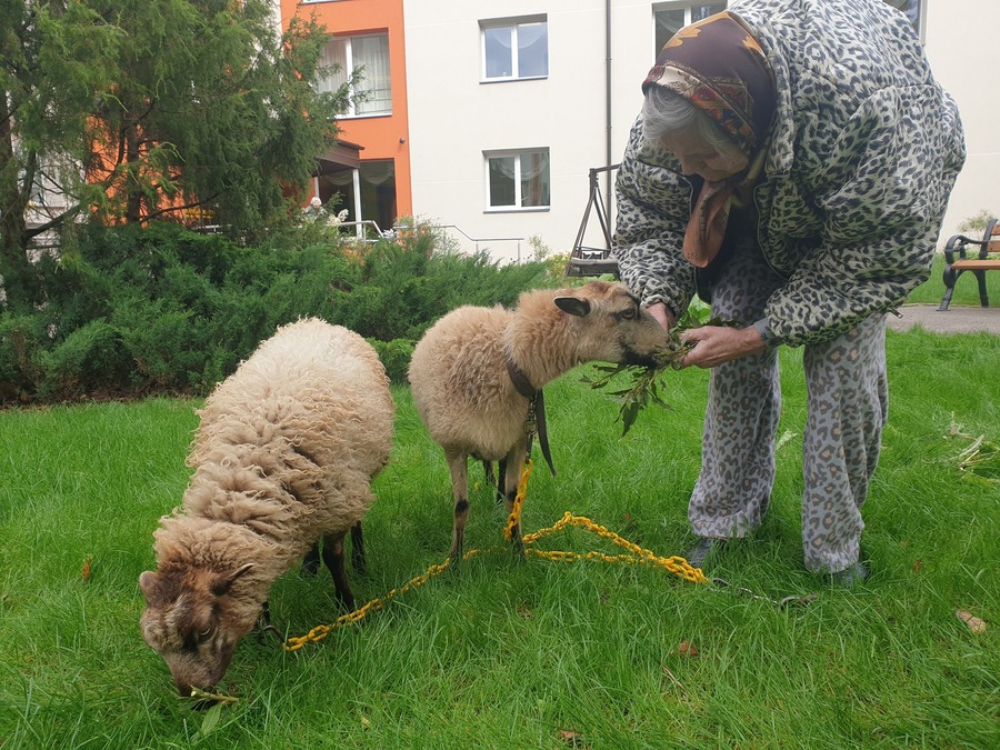Lauku SĒTAS DZĪVNIEKI pasākumiem