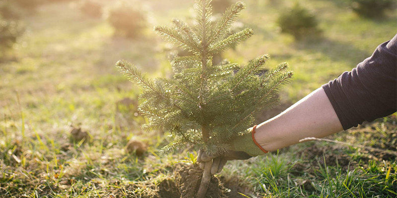 Mežu apsaimniekošana
