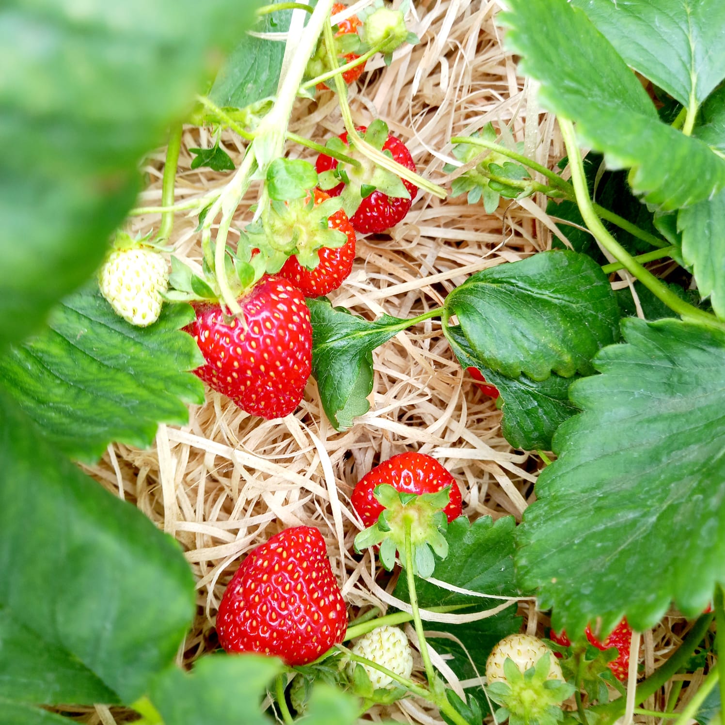 Koka vilnas produktu tirdzniecība