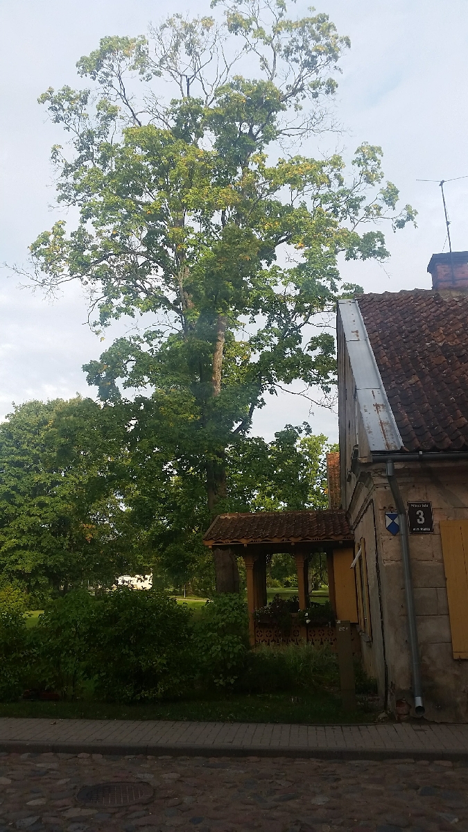 Bīstamo koku zāģēšana, koku kopšana, arborists