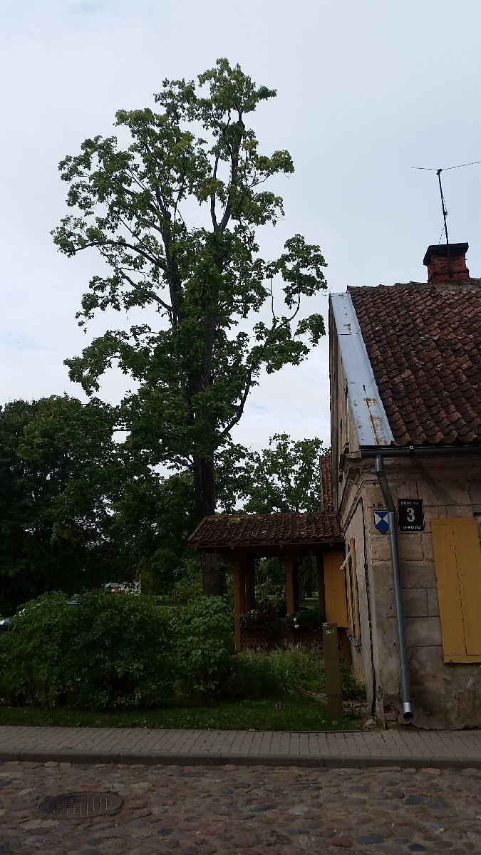 Bīstamo koku zāģēšana, koku kopšana, arborists