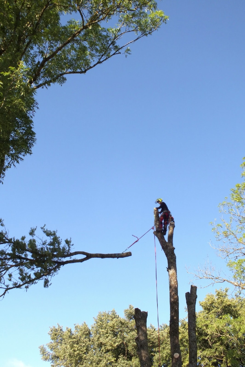 Bīstamo koku zāģēšana, koku kopšana, arborists