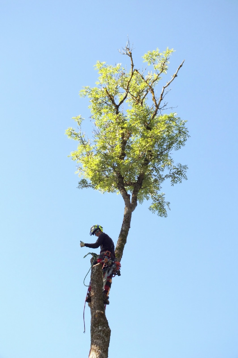 Bīstamo koku zāģēšana, koku kopšana, arborists