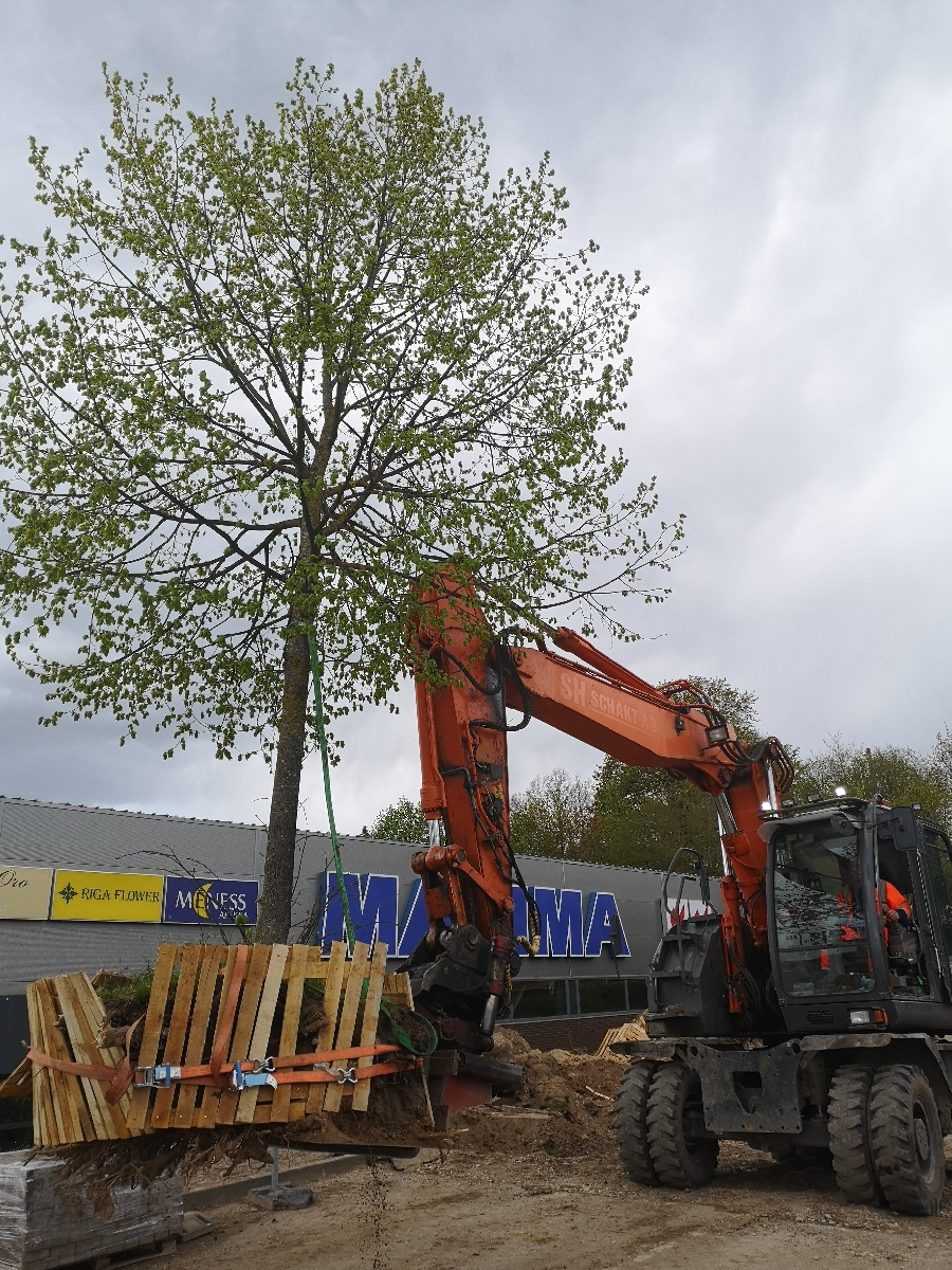 Bīstamo koku zāģēšana, koku kopšana, arborists