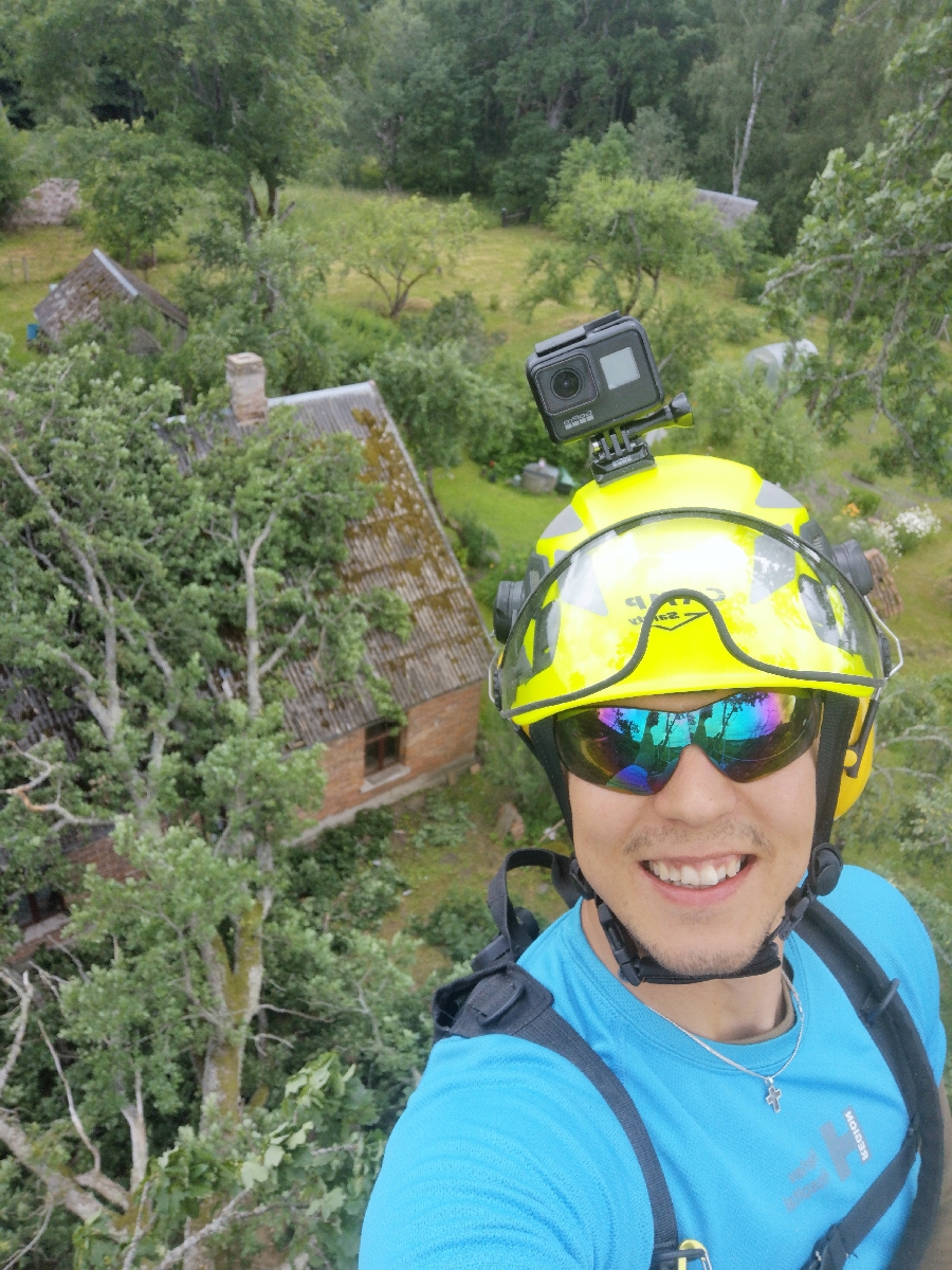 Bīstamo koku zāģēšana, koku kopšana, arborists