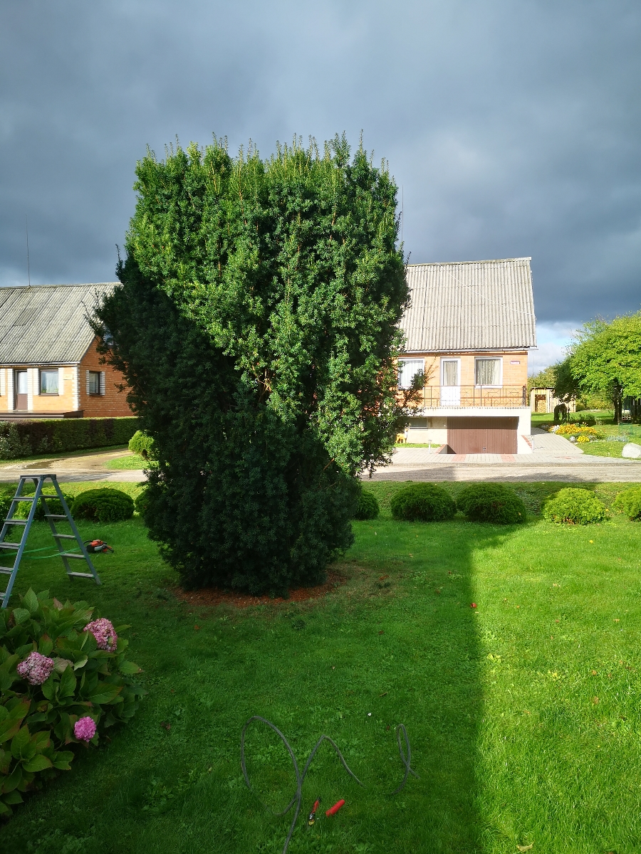 Bīstamo koku zāģēšana, koku kopšana, arborists
