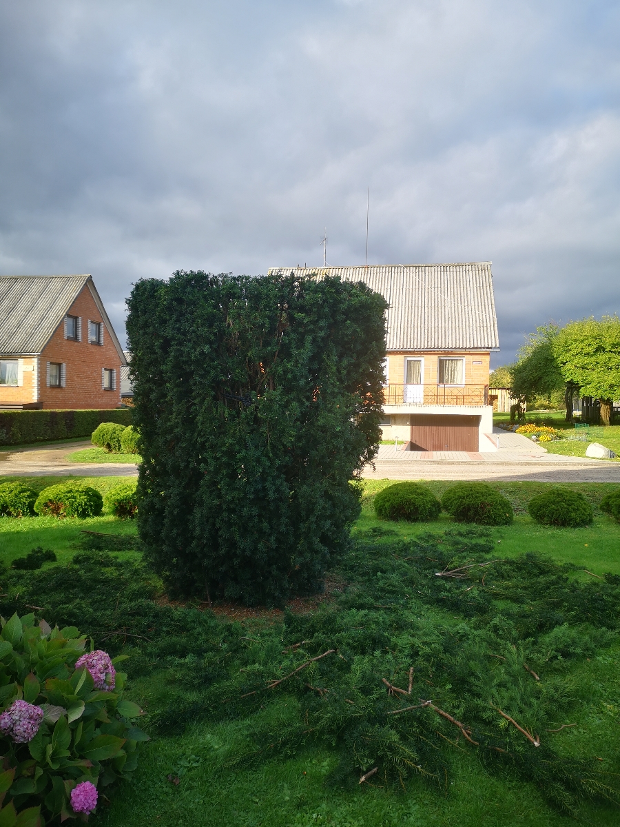 Bīstamo koku zāģēšana, koku kopšana, arborists
