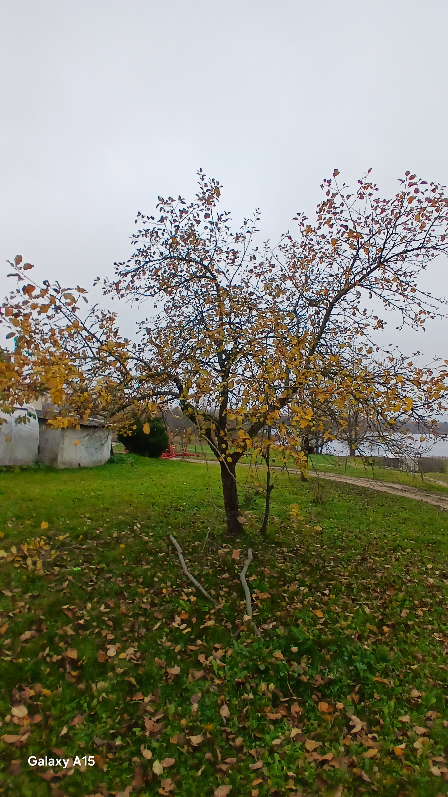 Apzaļumošana